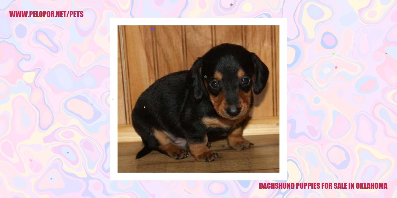 Dachshund Puppies For Sale In Oklahoma