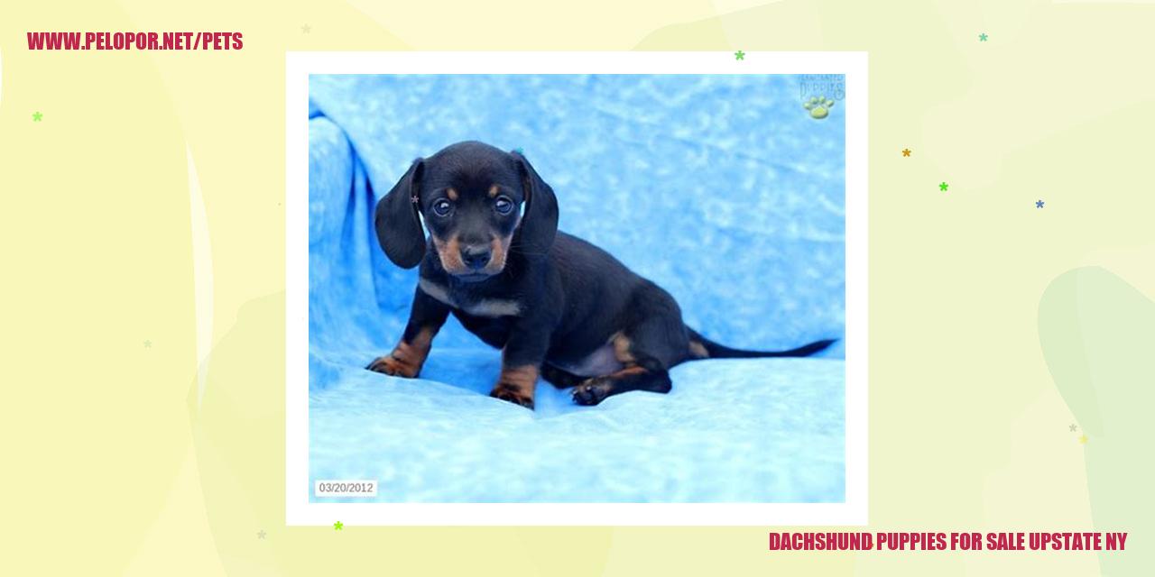 Dachshund Puppies For Sale Upstate Ny