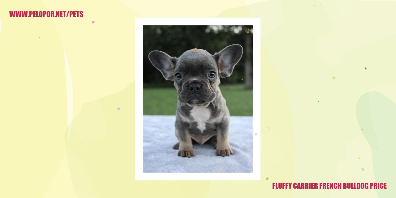 Fluffy Carrier French Bulldog Price