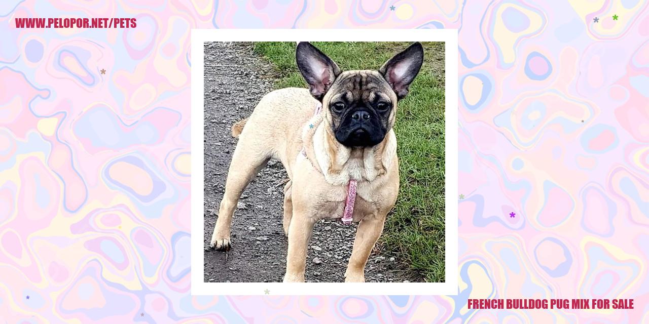 French Bulldog Pug Mix For Sale