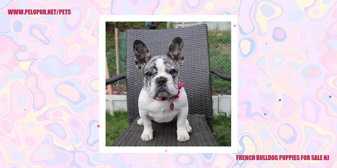 French Bulldog Puppies For Sale Nj