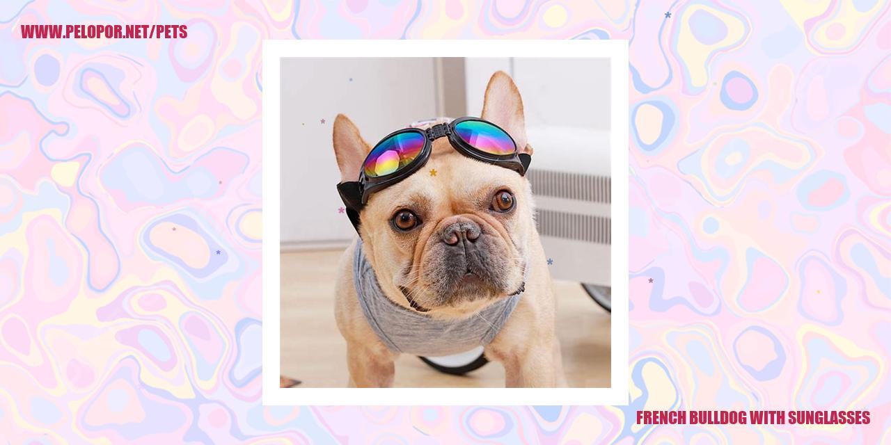 French Bulldog With Sunglasses