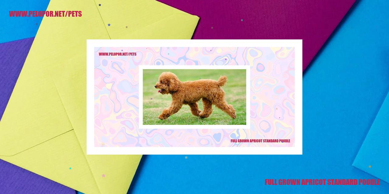 Full Grown Apricot Standard Poodle