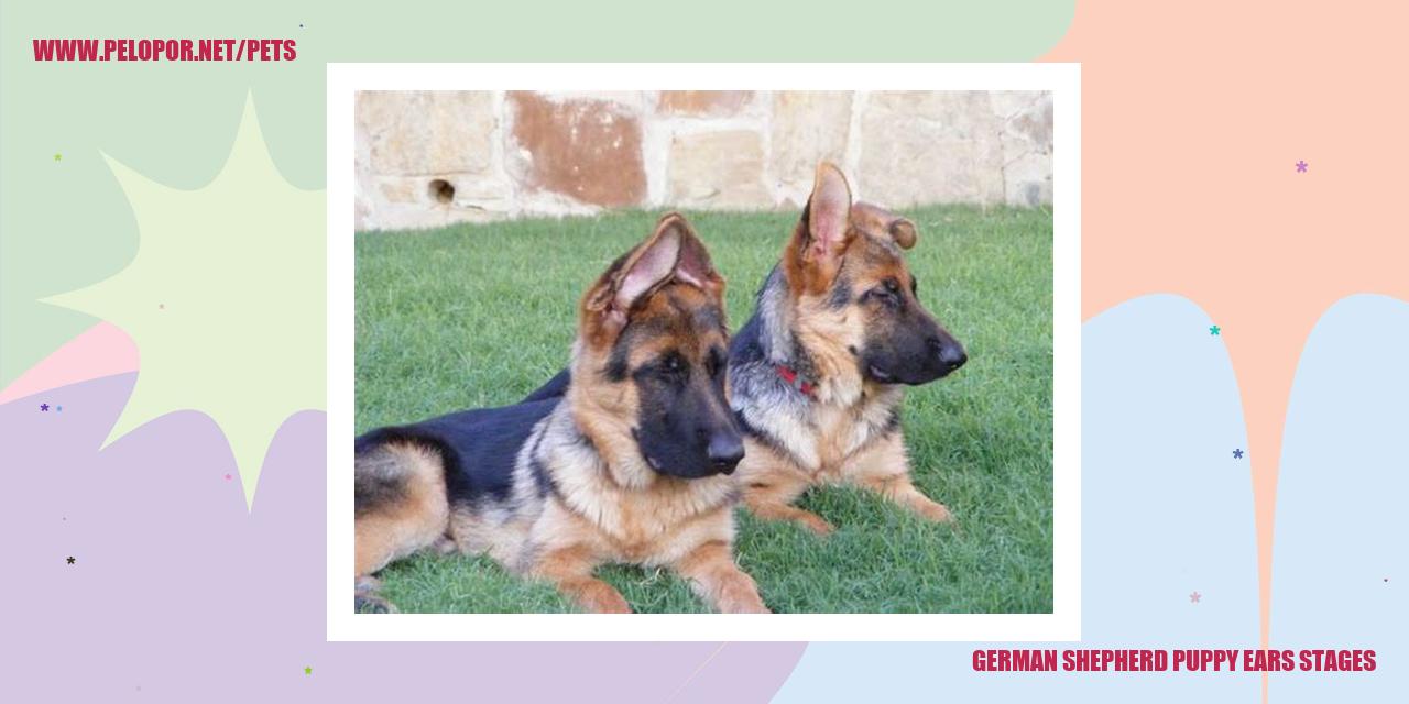 German Shepherd Puppy Ears Stages