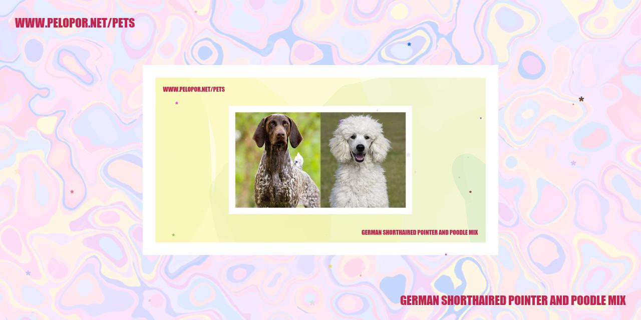 German Shorthaired Pointer And Poodle Mix