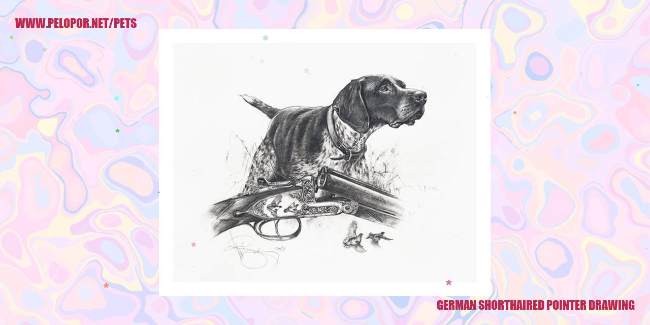 German Shorthaired Pointer Drawing