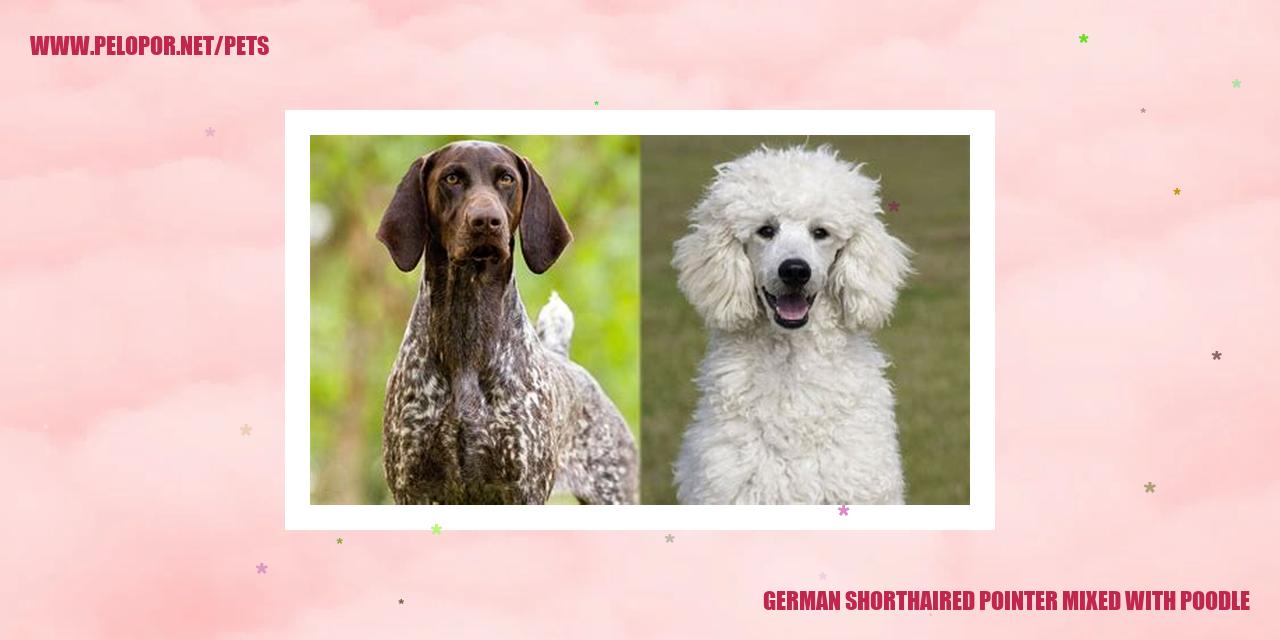 German Shorthaired Pointer Mixed With Poodle