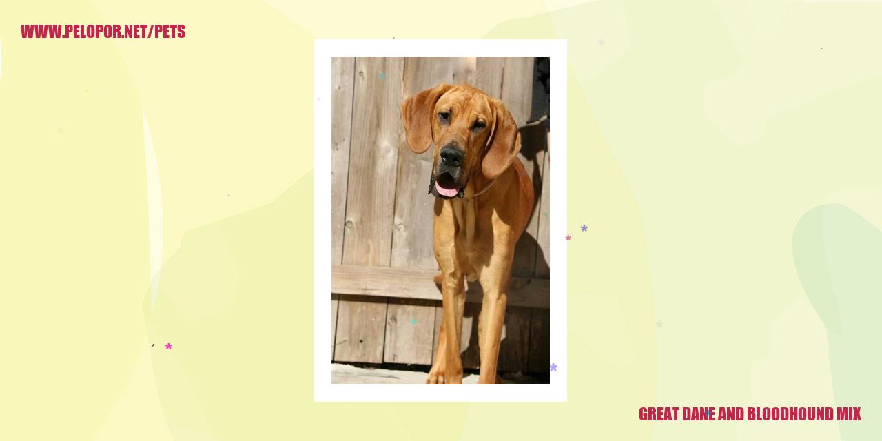 Great Dane And Bloodhound Mix