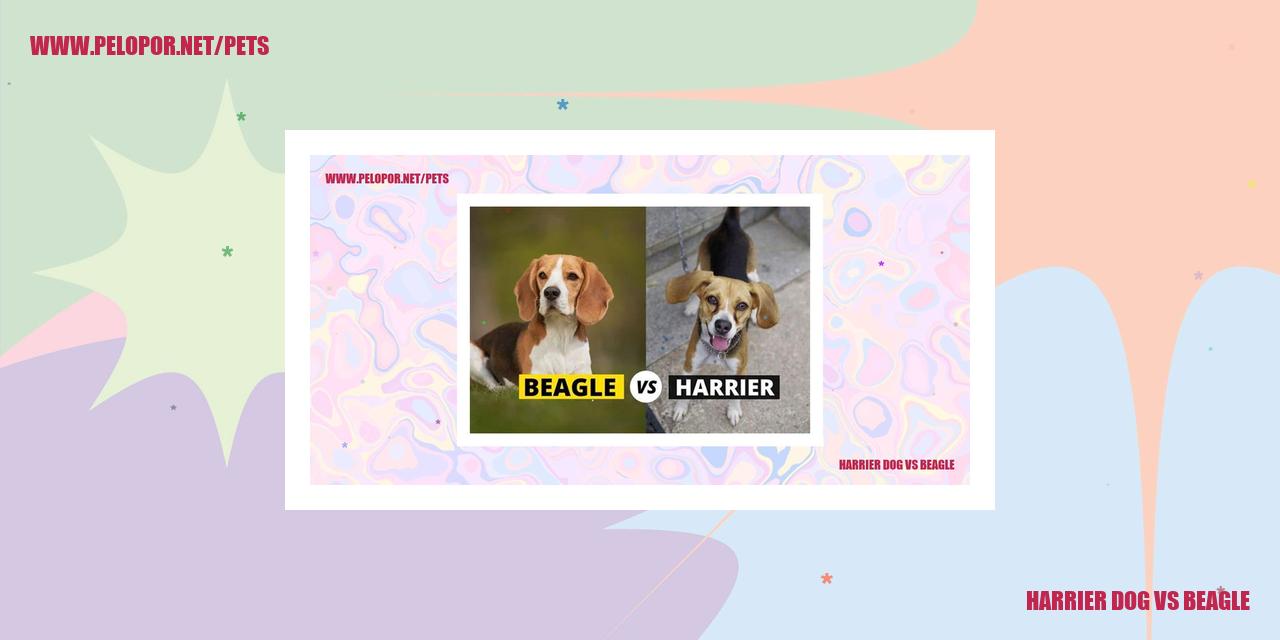 Harrier Dog Vs Beagle