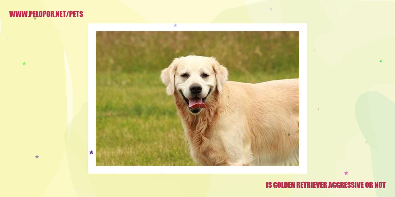 Is Golden Retriever Aggressive Or Not