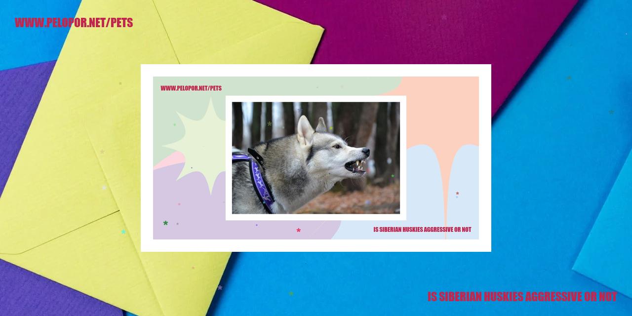 Is Siberian Huskies Aggressive Or Not