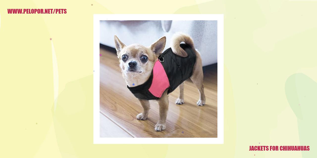 Jackets For Chihuahuas