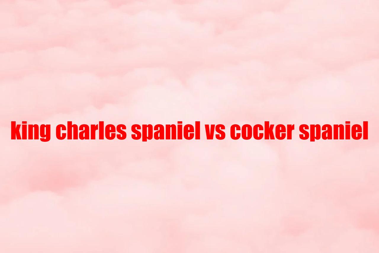 King Charles Spaniel Vs Cocker Spaniel