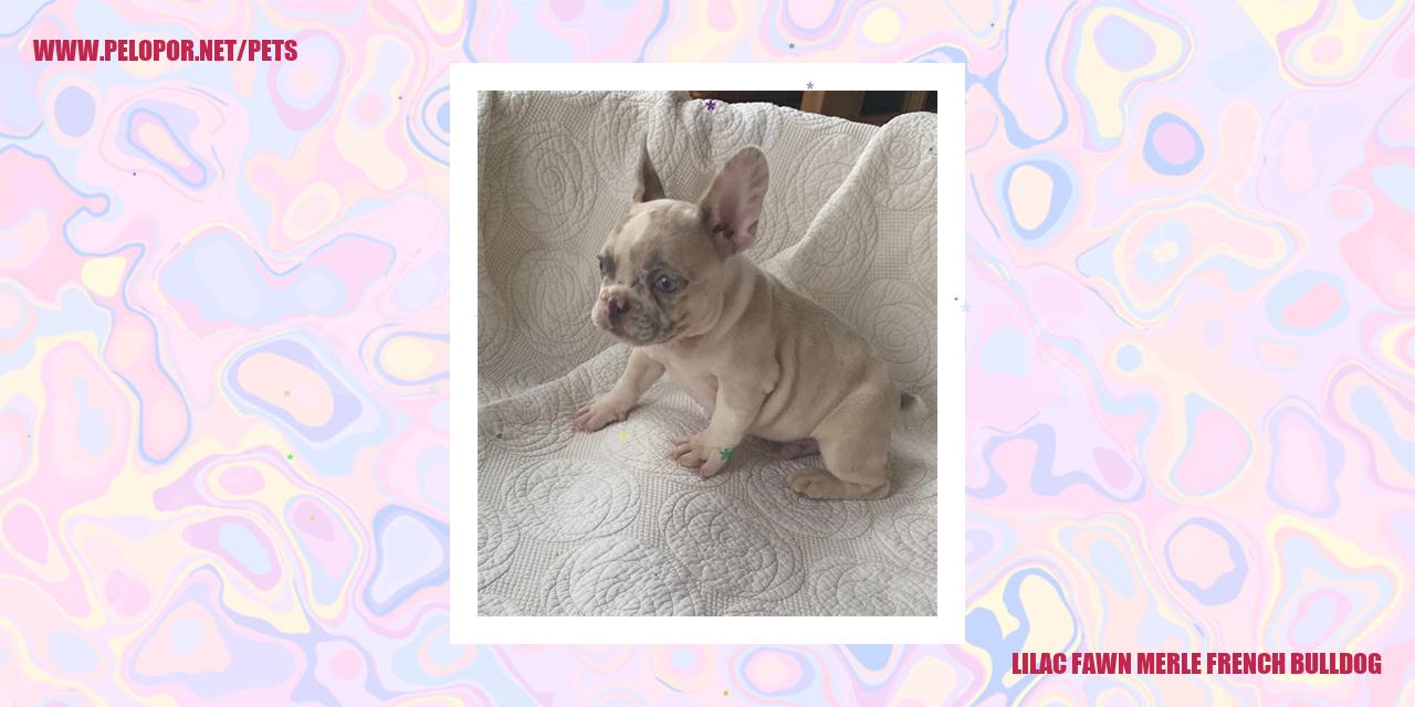 Lilac Fawn Merle French Bulldog