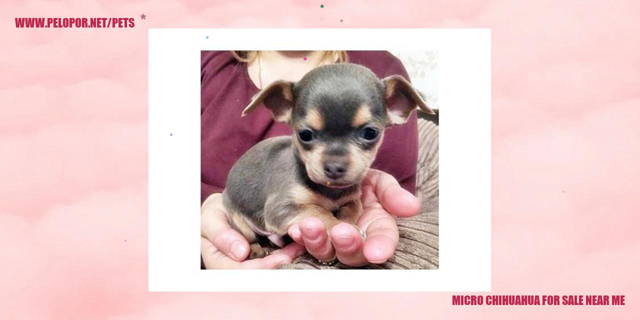 Micro Chihuahua For Sale Near Me