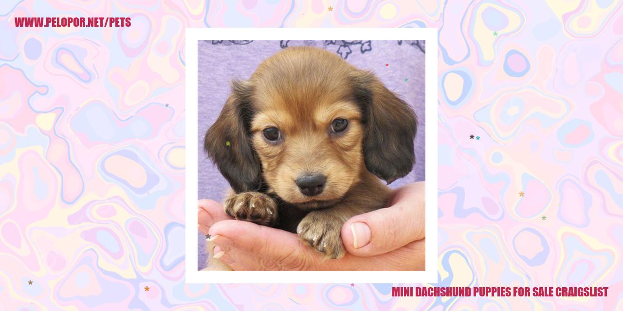 Mini Dachshund Puppies For Sale Craigslist
