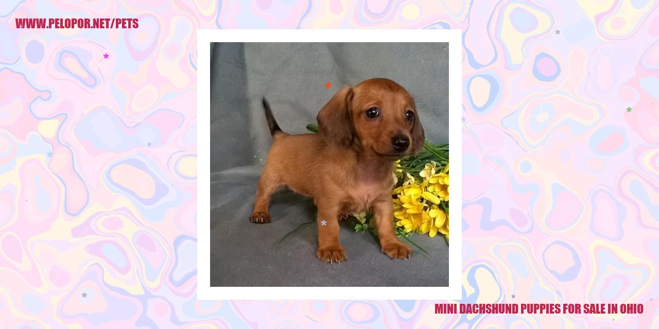 Mini Dachshund Puppies For Sale In Ohio