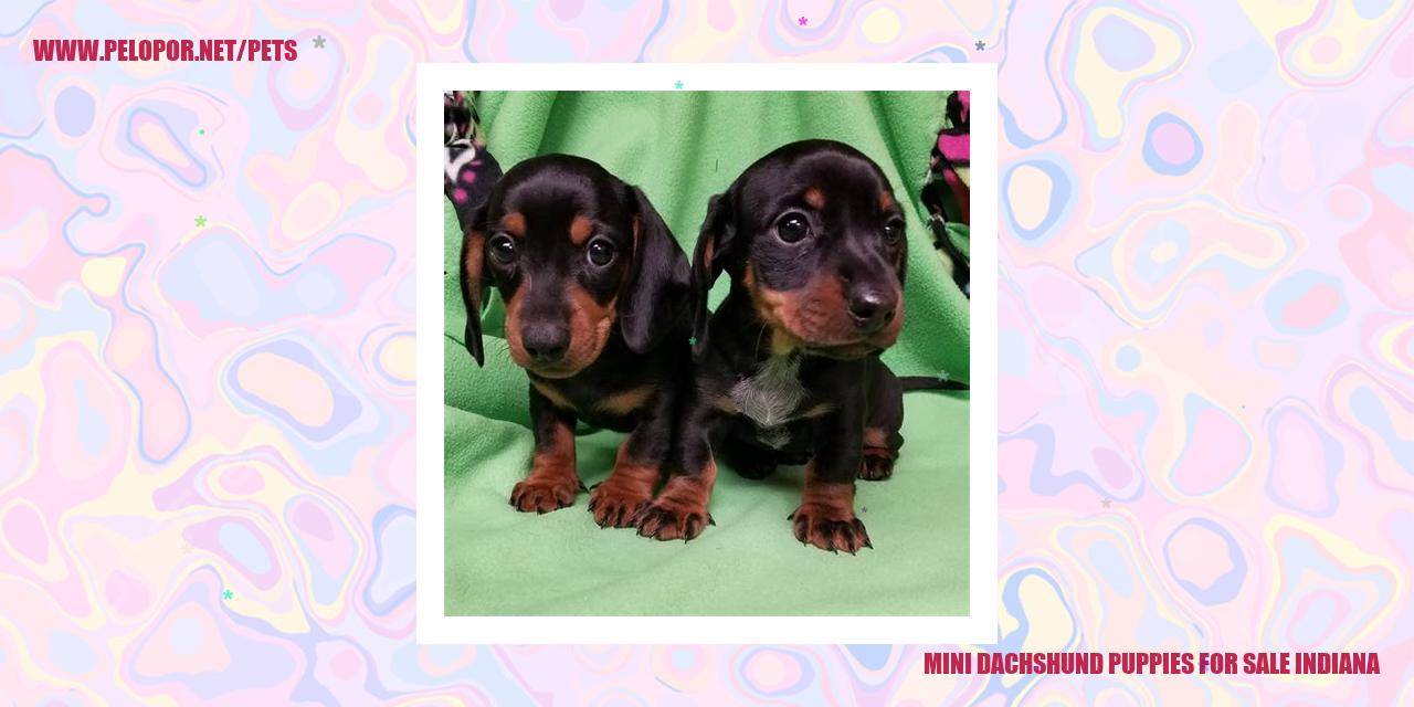 Mini Dachshund Puppies For Sale Indiana