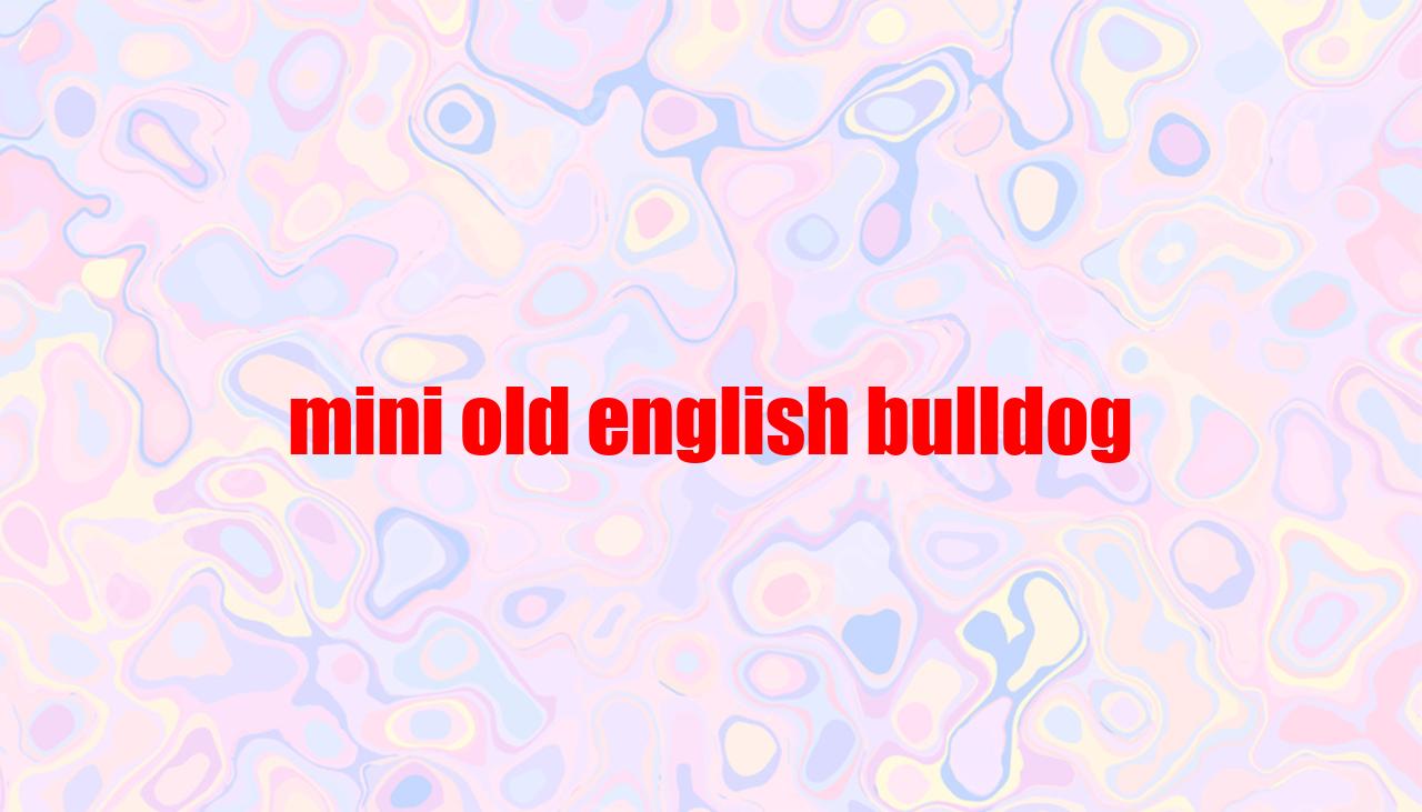 Mini Old English Bulldog