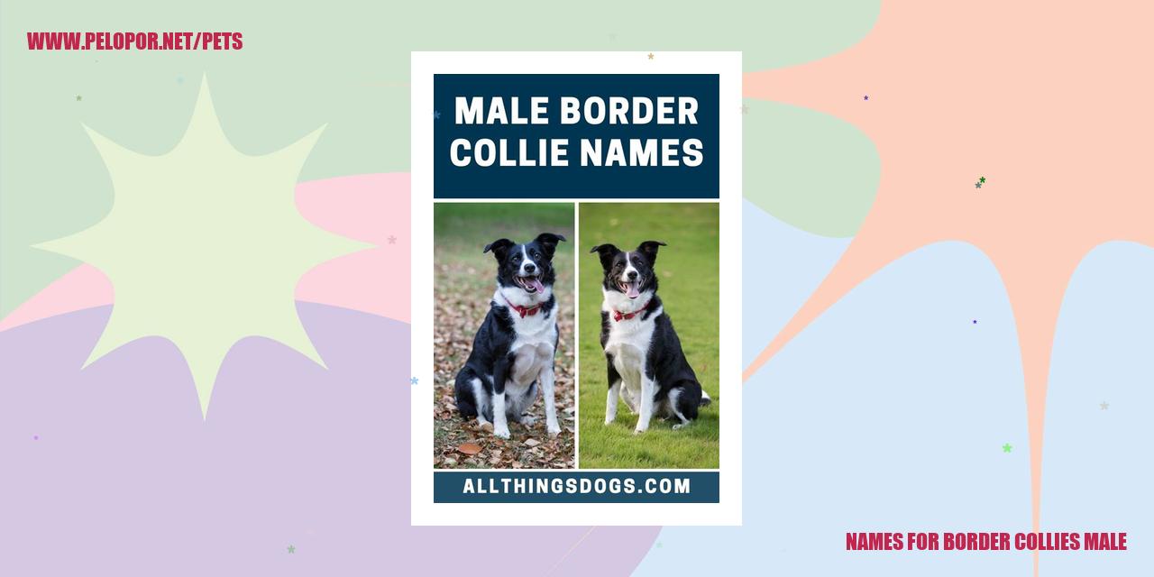 Border Collie Names