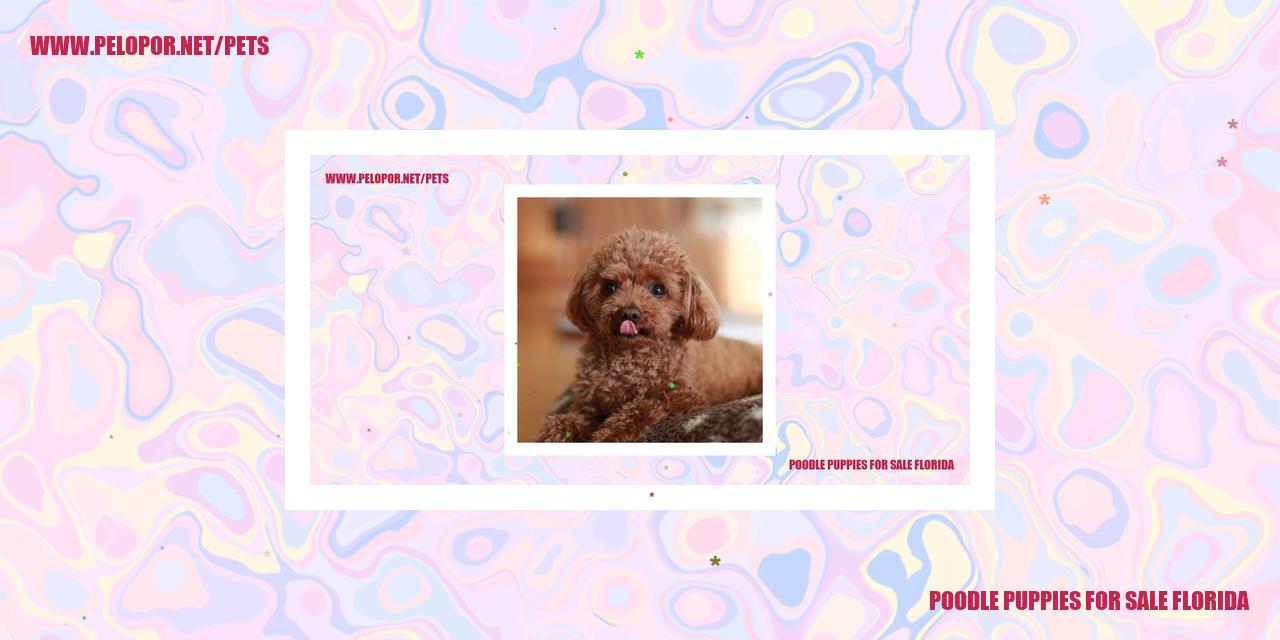 Poodle Puppies For Sale Florida