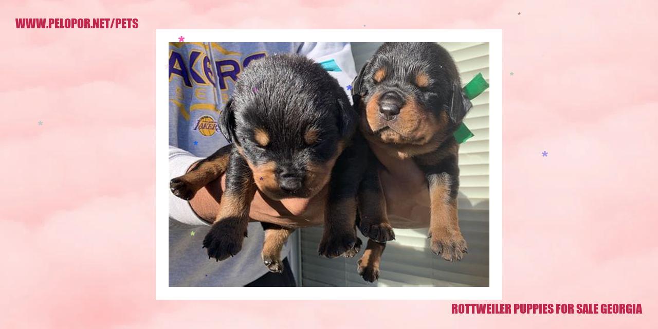 Rottweiler Puppies For Sale Georgia