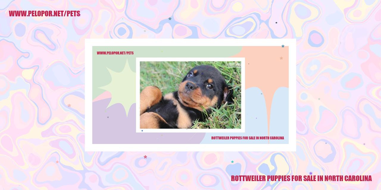 Rottweiler Puppies For Sale In North Carolina