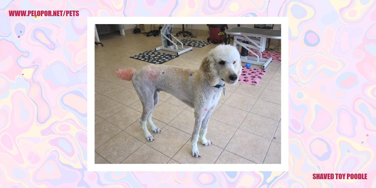 Shaved Toy Poodle
