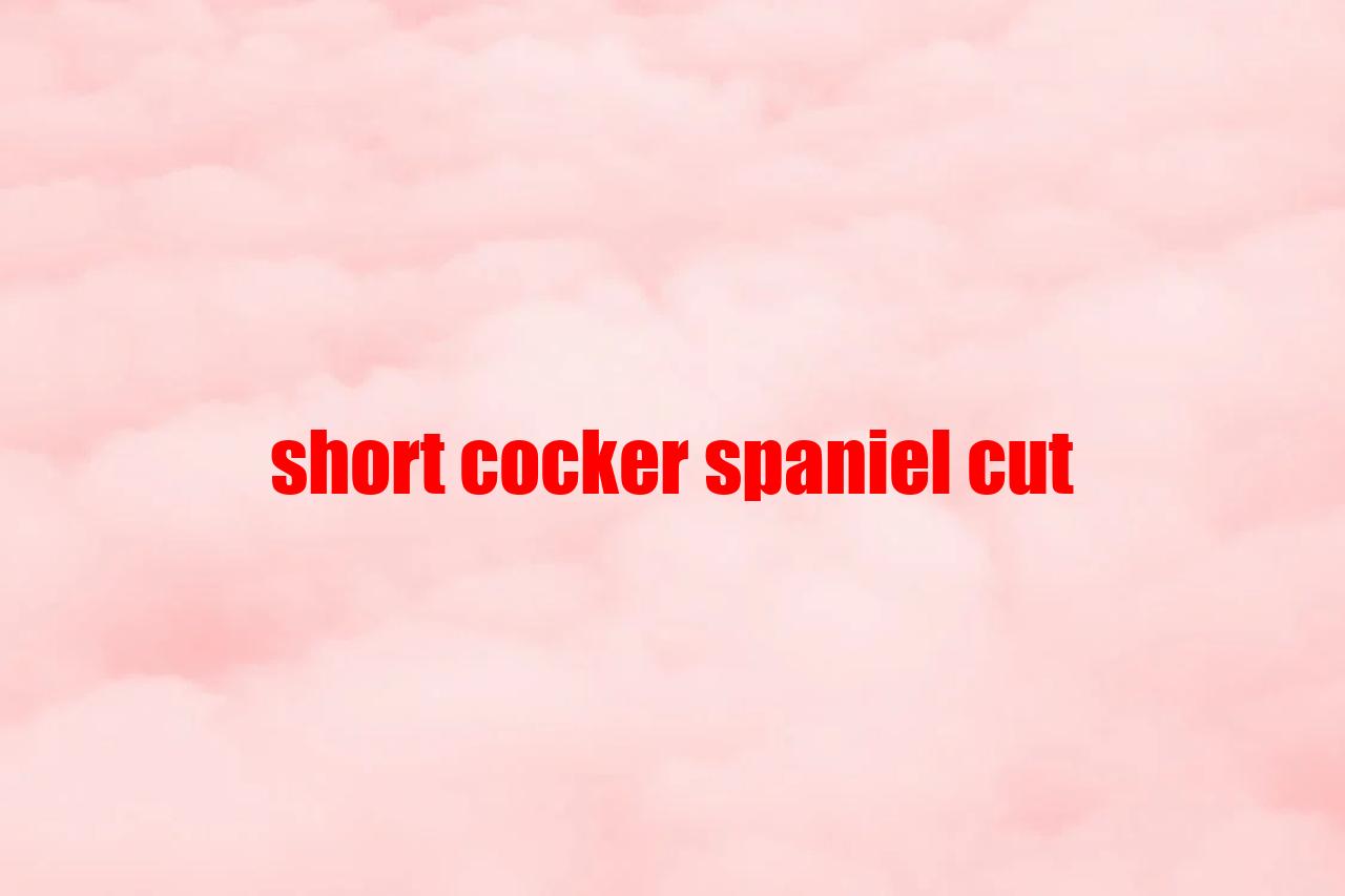 Short Cocker Spaniel Cut