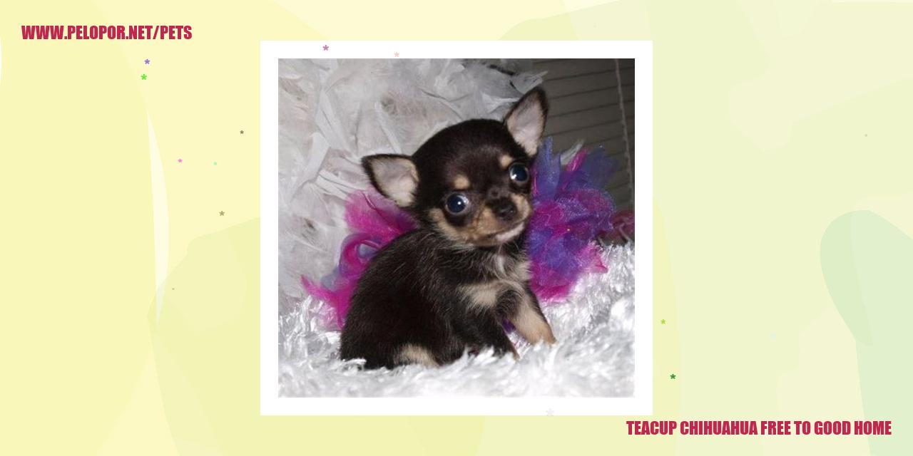 Teacup Chihuahua Free To Good Home