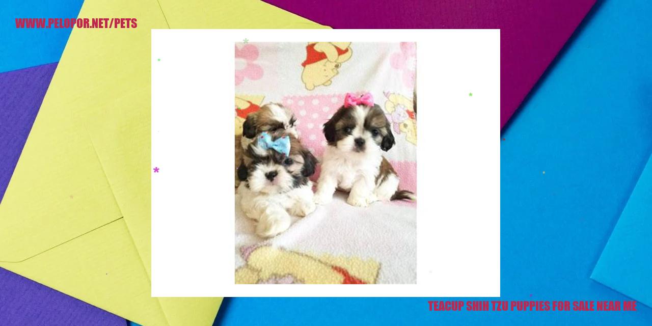 Teacup Shih Tzu Puppies For Sale Near Me