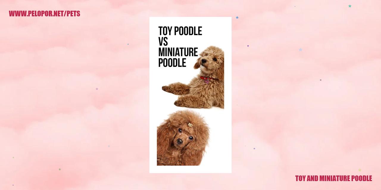 Toy And Miniature Poodle