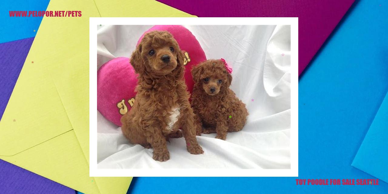Toy Poodle For Sale Seattle