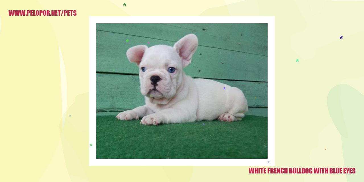 White French Bulldog With Blue Eyes