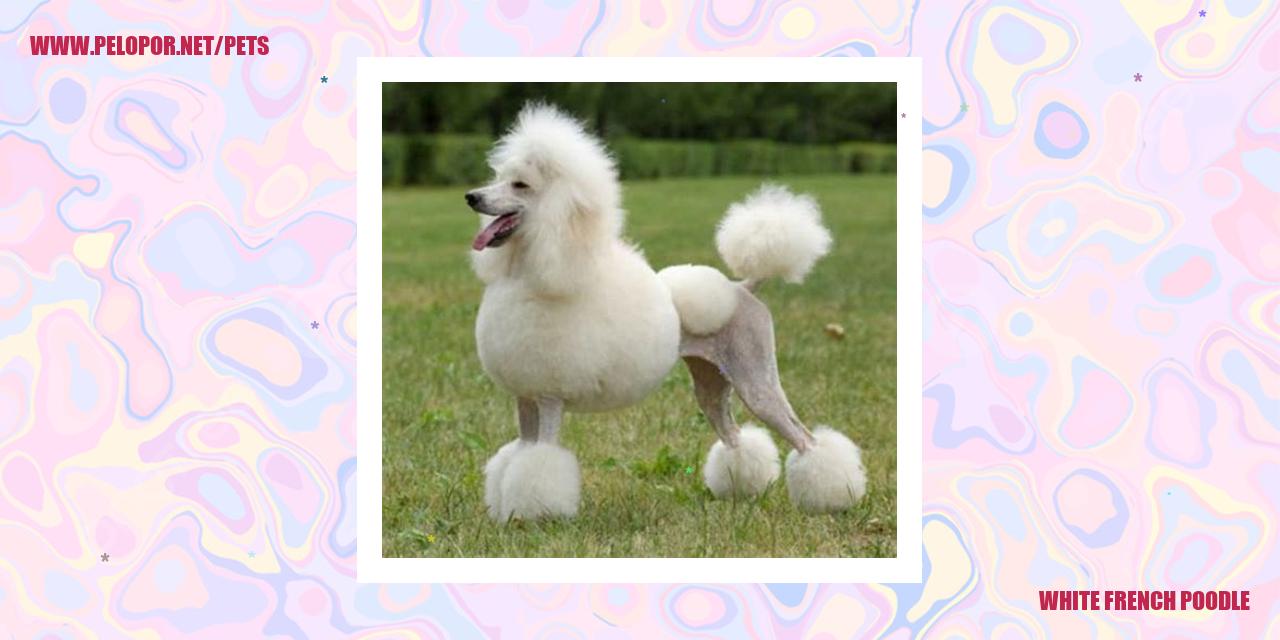White French Poodle
