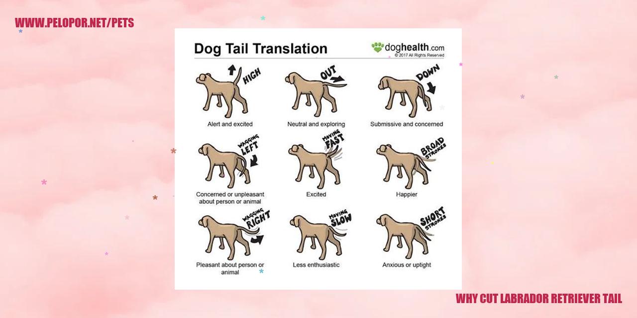 Why Cut Labrador Retriever Tail