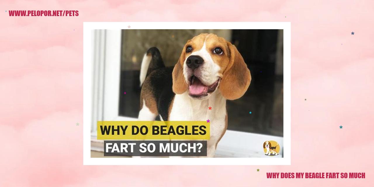 why does my beagle fart so much?