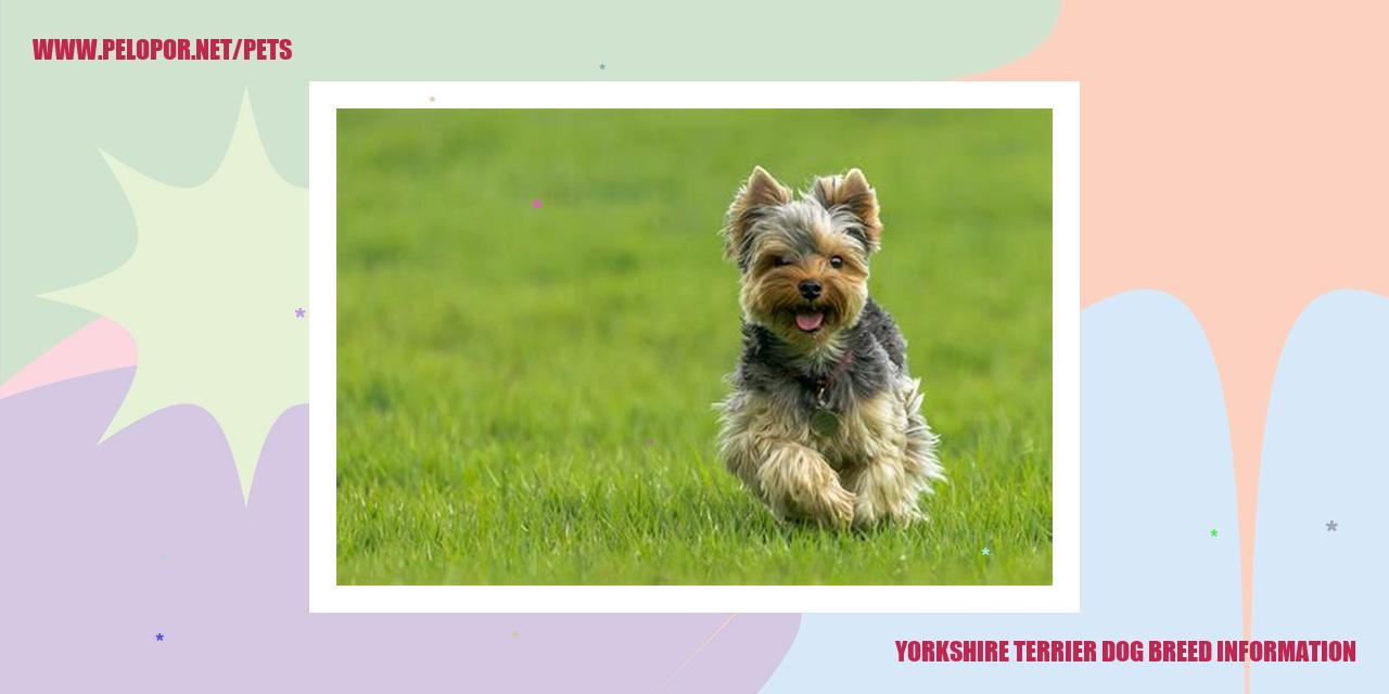 Yorkshire Terrier Dog Breed Information