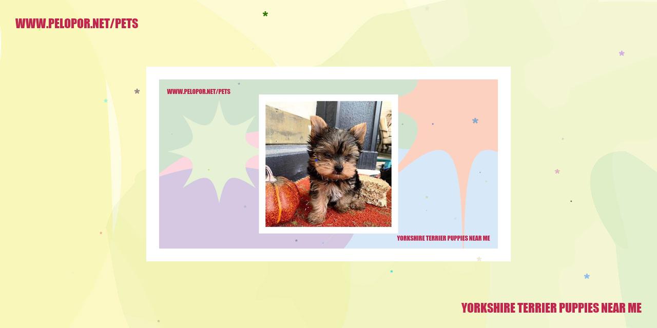 Yorkshire Terrier Puppies Near Me
